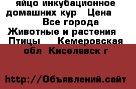 яйцо инкубационное домашних кур › Цена ­ 25 - Все города Животные и растения » Птицы   . Кемеровская обл.,Киселевск г.